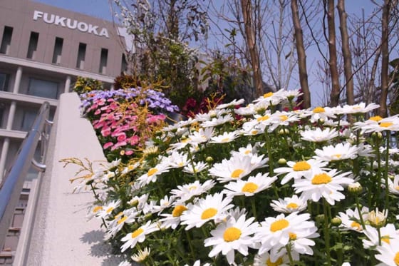 ヤフオクドームにホークスガーデン誕生　工藤監督「季節ごとの花々で癒やされて」